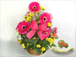 CESTA GERBERAS