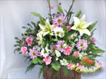 CESTA PRIMAVERA